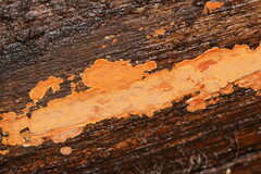 Gloeoporellus merulinus