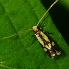 Isocorypha mediostriatella
