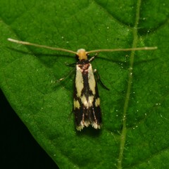 Isocorypha mediostriatella