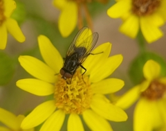 Diptera