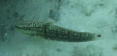 Amblygobius semicinctus