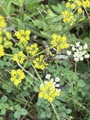 Chrysotoxum bicinctum