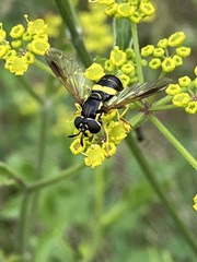 Chrysotoxum bicinctum