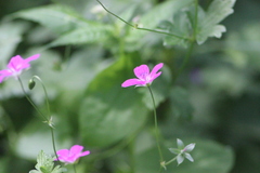 Geranium palustre