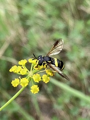 Chrysotoxum bicinctum