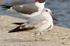Larus delawarensis