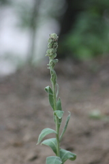 Verbascum thapsus