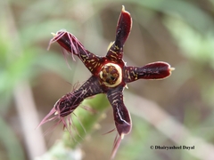 Caralluma adscendens