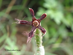 Caralluma adscendens