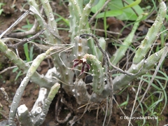 Caralluma adscendens