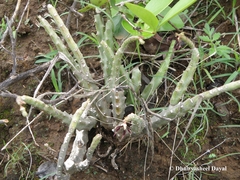 Caralluma adscendens
