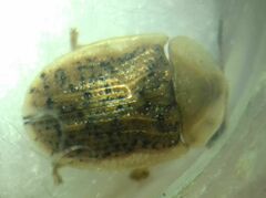 Cassida nebulosa