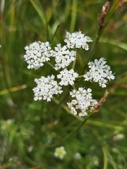 Ligusticum nematophyllum