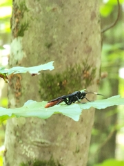 Protichneumon grandis