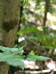 Protichneumon grandis