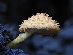 Agaricus trisulphuratus