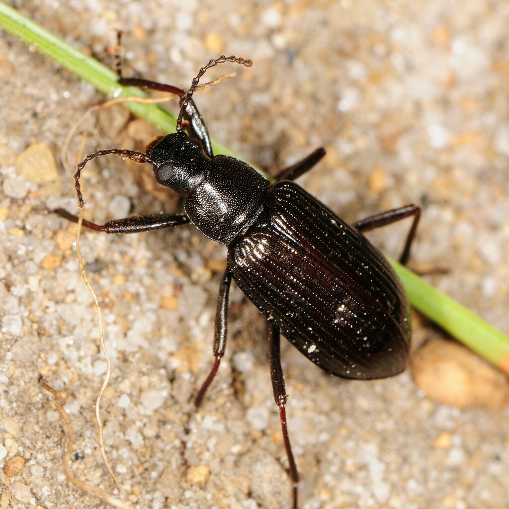 Xylopinus aenescens