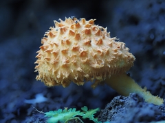 Agaricus trisulphuratus