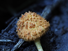 Agaricus trisulphuratus