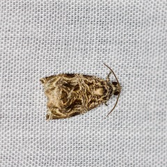 Phaecasiophora