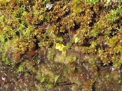 Utricularia striata