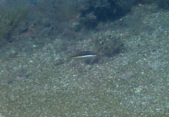 Symphodus doderleini