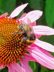 Bombus