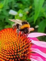 Bombus