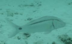 Parupeneus barberinus