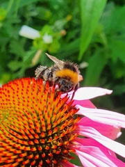 Bombus