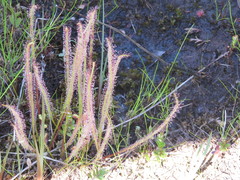 Drosera filiformis