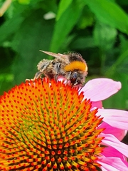 Bombus