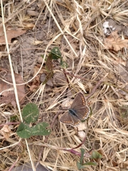 Polyommatus icarus