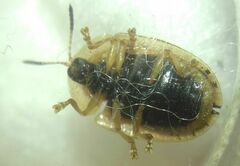 Cassida nebulosa