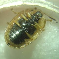 Cassida nebulosa