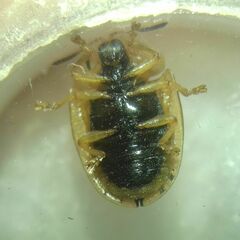 Cassida nebulosa