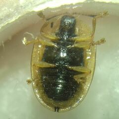 Cassida nebulosa