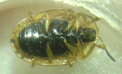 Cassida nebulosa