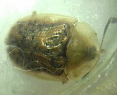 Cassida nebulosa