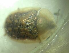 Cassida nebulosa