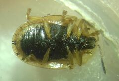 Cassida nebulosa