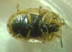Cassida nebulosa