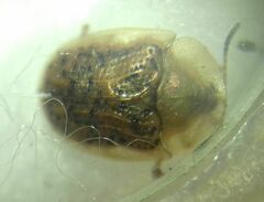 Cassida nebulosa