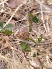 Polyommatus icarus