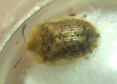 Cassida nebulosa