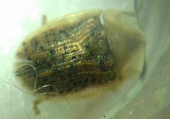Cassida nebulosa