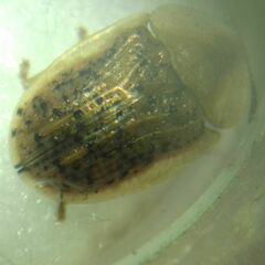 Cassida nebulosa