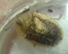 Cassida nebulosa