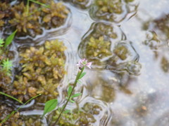 Polygala brevifolia