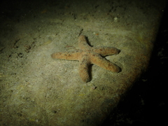 Nepanthia crassa